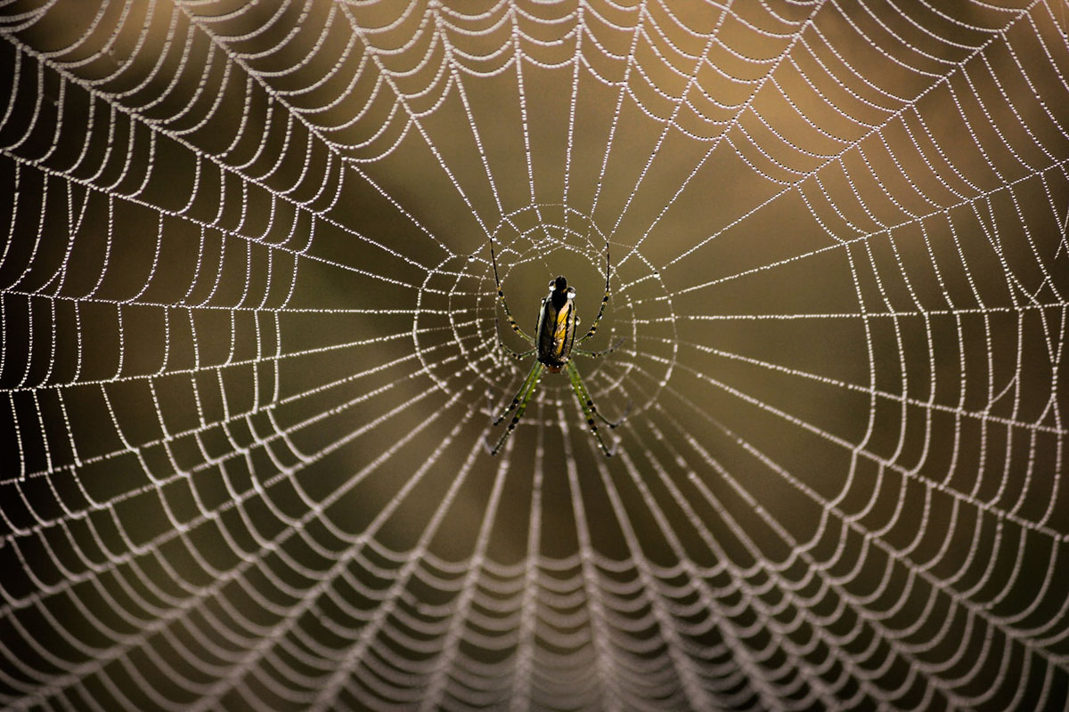 Polartec Spider Silk